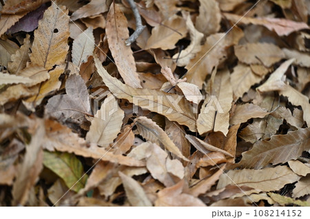 冬イメージ(落葉：winter image/fallen leaves) 108214152