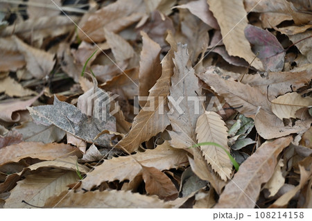 冬イメージ(落葉:winter image/fallen leaves) 冬イメージ(落葉:winter image/fallen leaves) 108214158
