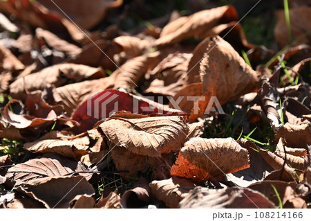 冬イメージ(落葉：winter image/fallen leaves) 108214166