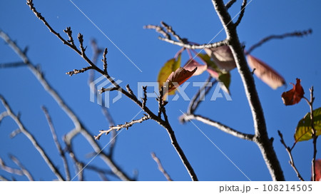 冬イメージ(winter image) 冬イメージ(winter image) 108214505