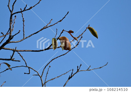 冬イメージ(winter image) 108214510