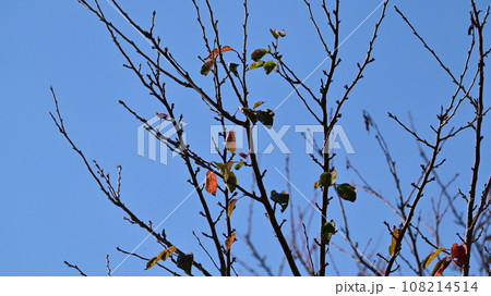 冬イメージ(winter image) 冬イメージ(winter image) 108214514