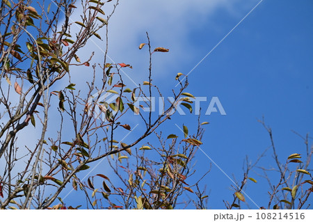 冬イメージ(winter image) 冬イメージ(winter image) 108214516