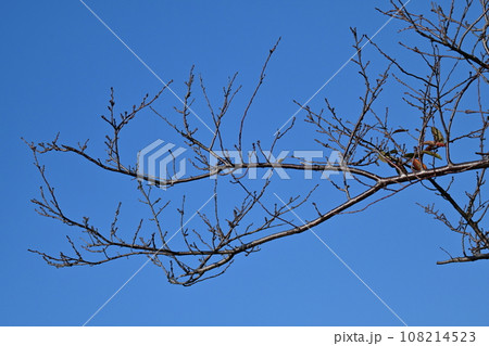 冬イメージ(winter image) 冬イメージ(winter image) 108214523