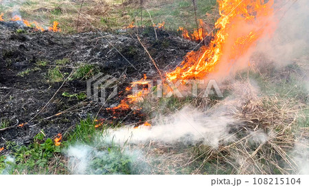Open flame. Burning dry grass in the field. Extreme disaster and forest fires during a drought 108215104