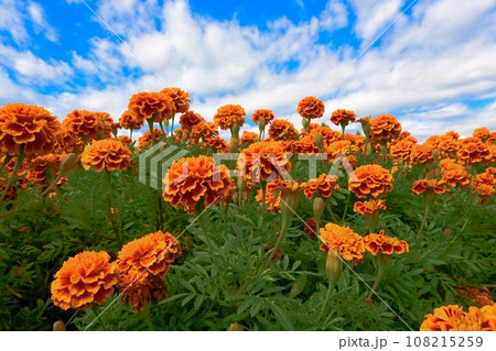 青空とマリーゴールド(清水公園) 青空とマリーゴールド(清水公園) 108215259