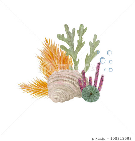 Watercolor composition of shells seaweed isolated on white Watercolor composition of shells seaweed isolated on white 108215692
