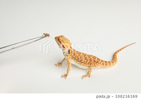 Bearded dragon, pogona vitticeps, isolated on white background, Tiger Pattern Morphs. Professional studio macro photography Feeding a lizard grasshoppers and crickets using metal tweezers. Bearded dragon, pogona vitticeps, isolated on white background, Tiger Pattern Morphs. Professional studio macro photography Feeding a lizard grasshoppers and crickets using metal tweezers. 108216169