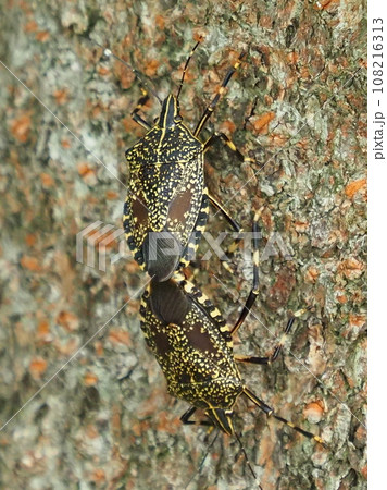 カメムシ　(キマダラカメムシ：Erthesina fullo) 108216313