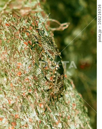 カメムシ (キマダラカメムシ:Erthesina fullo) カメムシ (キマダラカメムシ:Erthesina fullo) 108216316