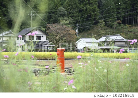 洲原ひまわりの里コスモス 洲原ひまわりの里コスモス 108216919