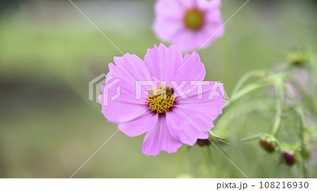 洲原ひまわりの里コスモス 洲原ひまわりの里コスモス 108216930