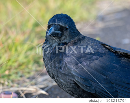 カラス 108218794