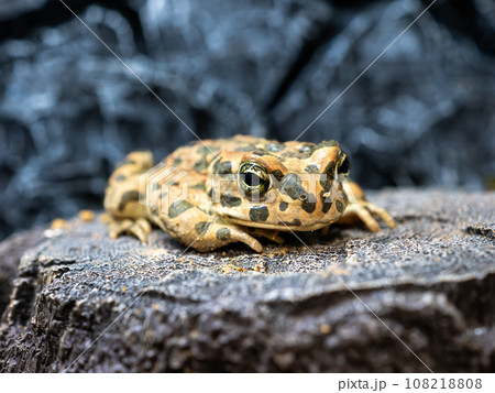 シェルターの上のエジプトミドリヒキガエル 108218808