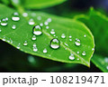 Water droplets on green leaf, Generative AI. 108219471