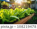Lettuce in the house family salad garden, Generative AI. 108219478