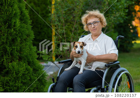 Elderly caucasian woman hugging a jack russell terrier dog while sitting in a wheelchair on a walk outdoors. Elderly caucasian woman hugging a jack russell terrier dog while sitting in a wheelchair on a walk outdoors. 108220137