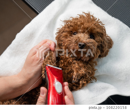 A woman cuts the hair on the paws of a brown mini toy poodle with a trimmer. A woman cuts the hair on the paws of a brown mini toy poodle with a trimmer. 108220158