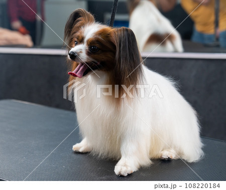 Portrait of Papillon Continental Spaniel dog in grooming salon. Portrait of Papillon Continental Spaniel dog in grooming salon. 108220184