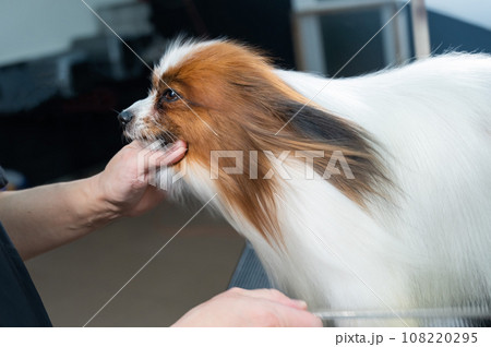 Caucasian woman dries the dog. Papillon Continental Spaniel in the grooming salon.  108220295