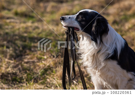 Border collie holding a leash in his mouth on a walk in the autumn park. 108220361