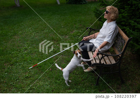An elderly blind woman sits on a bench in the park. Old woman on a walk with a dog jack russell terrier. An elderly blind woman sits on a bench in the park. Old woman on a walk with a dog jack russell terrier. 108220397