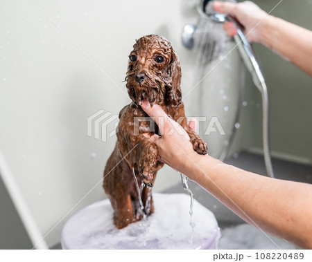 Woman washing brown mini toy poodle in grooming salon. Woman washing brown mini toy poodle in grooming salon. 108220489