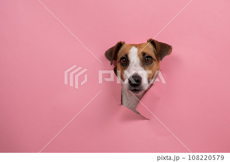Funny dog jack russell terrier tore pink paper background.  108220579