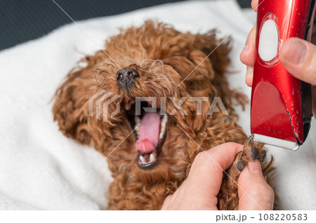A woman cuts the hair on the paws of a brown mini toy poodle with a trimmer. A woman cuts the hair on the paws of a brown mini toy poodle with a trimmer. 108220583