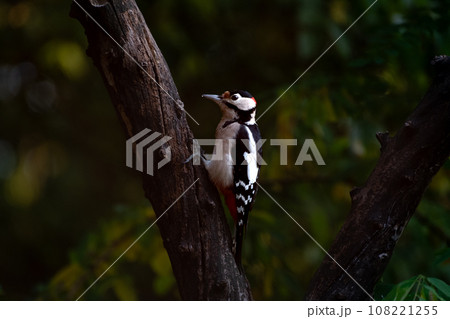Lesser spotted woodpecker on tree trunk. Fall. 108221255