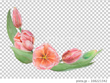 Watercolor realistic botanical illustration of pink tulips. Round frame for your design, wedding print products, paper, invitations, cards, fabric, posters for Mother's day, March 8, Easter, festivals Watercolor realistic botanical illustration of pink tulips. Round frame for your design, wedding print products, paper, invitations, cards, fabric, posters for Mother's day, March 8, Easter, festivals 108221342