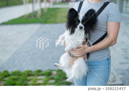 A woman walks with a dog in a backpack. A close-up portrait of a Continental Pappilion Spaniel in a sling. 108221457