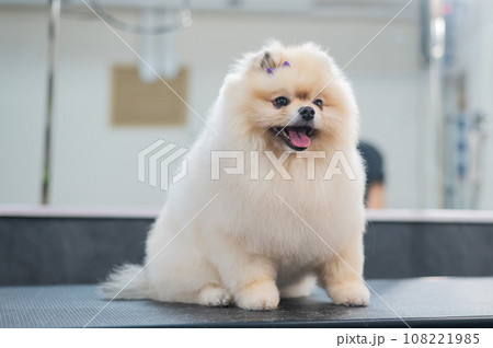 Beautiful Pomeranian after a haircut in a grooming salon. Beautiful Pomeranian after a haircut in a grooming salon. 108221985