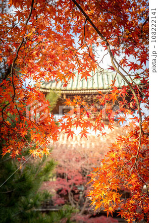 清凉寺の秋、夕日を浴びて輝くカラフルな紅葉と京都府指定文化財・多宝塔 108222141