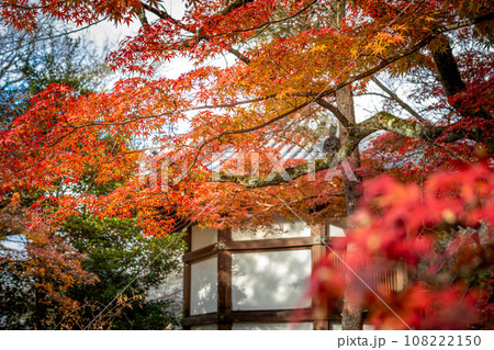清凉寺の秋、夕日を浴びて輝くカエデの紅葉と聖徳太子殿 清凉寺の秋、夕日を浴びて輝くカエデの紅葉と聖徳太子殿 108222150