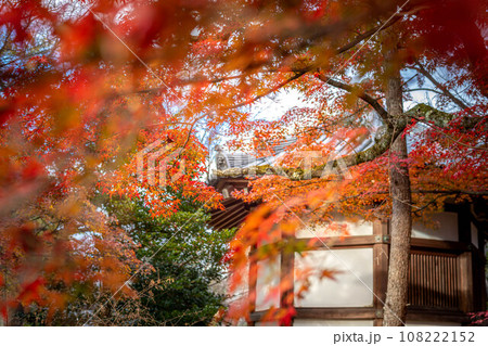 清凉寺の秋、夕日を浴びて輝くカエデの紅葉と聖徳太子殿 108222152