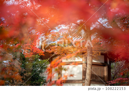 清凉寺の秋、夕日を浴びて輝くカエデの紅葉と聖徳太子殿 清凉寺の秋、夕日を浴びて輝くカエデの紅葉と聖徳太子殿 108222153