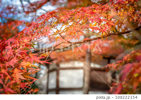 清凉寺の秋、夕日を浴びて輝くカエデの紅葉と聖徳太子殿 清凉寺の秋、夕日を浴びて輝くカエデの紅葉と聖徳太子殿 108222154