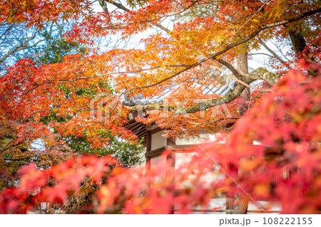 清凉寺の秋、夕日を浴びて輝くカエデの紅葉と聖徳太子殿 清凉寺の秋、夕日を浴びて輝くカエデの紅葉と聖徳太子殿 108222155