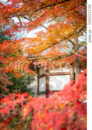 清凉寺の秋、夕日を浴びて輝くカエデの紅葉と聖徳太子殿 清凉寺の秋、夕日を浴びて輝くカエデの紅葉と聖徳太子殿 108222156