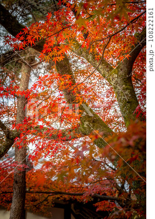 清凉寺の秋、夕日を浴びて輝くカエデの紅葉と聖徳太子殿 108222161