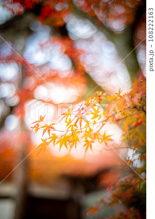 清凉寺の秋、夕日を浴びて輝く聖徳太子殿前のカエデの紅葉 108222163