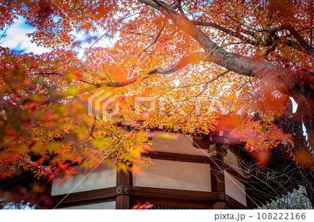 清凉寺の秋、夕日を浴びて輝くカエデの紅葉と聖徳太子殿 108222166