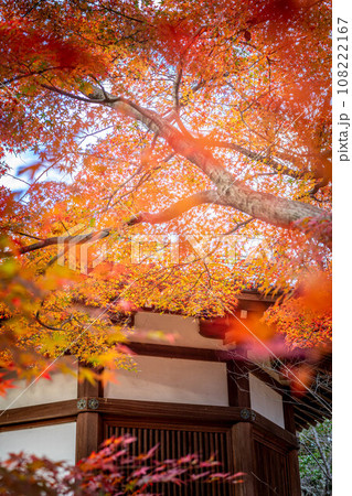 清凉寺の秋、夕日を浴びて輝くカエデの紅葉と聖徳太子殿 108222167