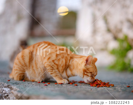 cats of Turkey, small resort town of Side with ancient Greek ruins. Homeless animals theme. cat eats food outside 108222243