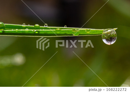 Water drops on the green grass. Morning dew, watering plants. Drops of moisture on leaves after rain. Beautiful green background on an ecological theme 108222272