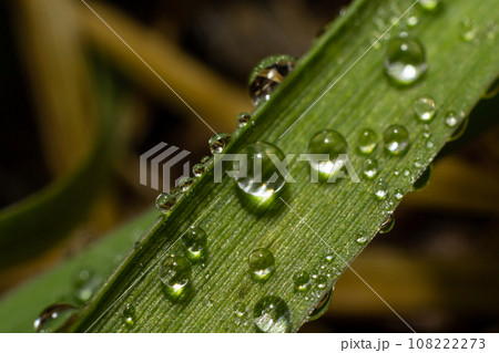 Water drops on the green grass. Morning dew, watering plants. Drops of moisture on leaves after rain. Beautiful green background on an ecological theme 108222273