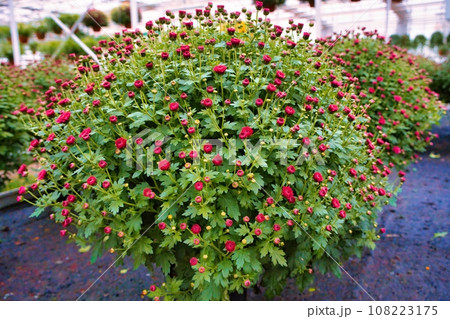 Chrysanthemums in a greenhouse. Large glass greenhouse with flowers. Growing flowers in greenhouses. Interior of a modern flower greenhouse. Flowers in flowerpots. Red Chrysanthemums in flower pots. Chrysanthemums in a greenhouse. Large glass greenhouse with flowers. Growing flowers in greenhouses. Interior of a modern flower greenhouse. Flowers in flowerpots. Red Chrysanthemums in flower pots. 108223175