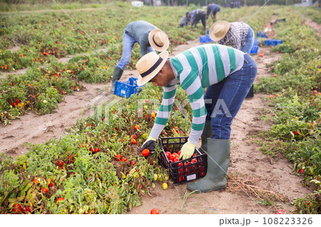Farm workers picking damaged tomatoes after storm 108223326