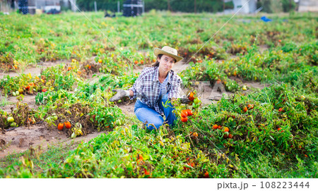 Woman farmer checking tomatoes damaged after storm 108223444